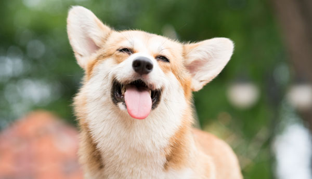 Consulte os estabelecimentos amigos do seu animal de estimação Hotel ILUNION Valencia 4